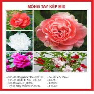 Hạt giống hoa móng tay kép 50 hạt