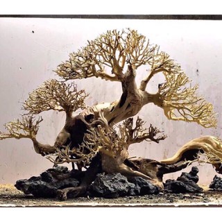 LŨA XƯƠNG CHÙM ĐÃ QUA XỬ LÍ DÙNG SETUP TÁN CÂY BONSAI HỒ CÁ THUỶ SINH