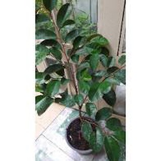 Cây Vú Sữa Bơ Hồng ghép cao 100cm