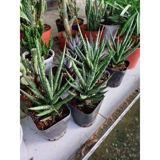 🌿Cây Ngà Voi Thái🌿