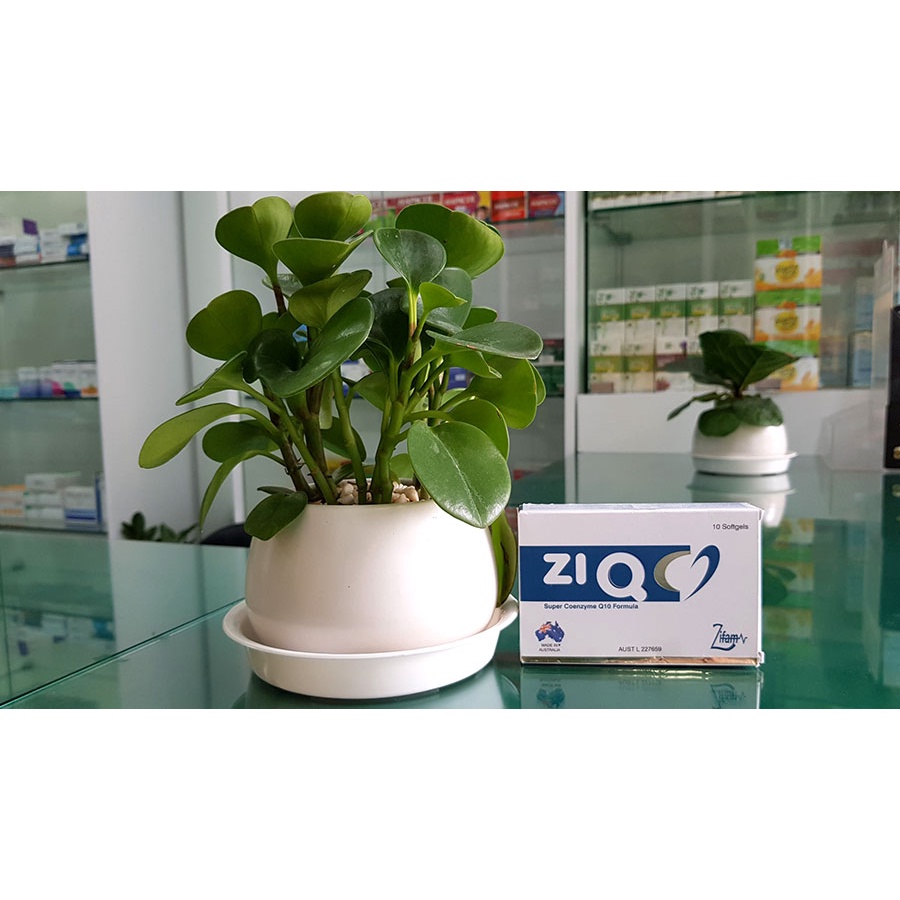 Zi Q- Giúp duy trì chức năng hệ tim mạch và hỗ trợ sự hô hấp của tế bào cơ tim, tăng cường chức năng chuyển hóa thức ăn