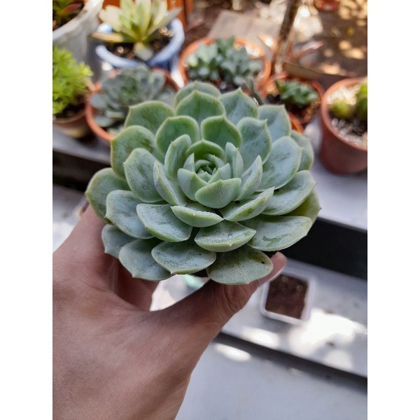 sen đá ngọc bích size bầu