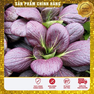 Hạt giống cải canh lá đỏ