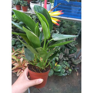 Cây đế vương xanh