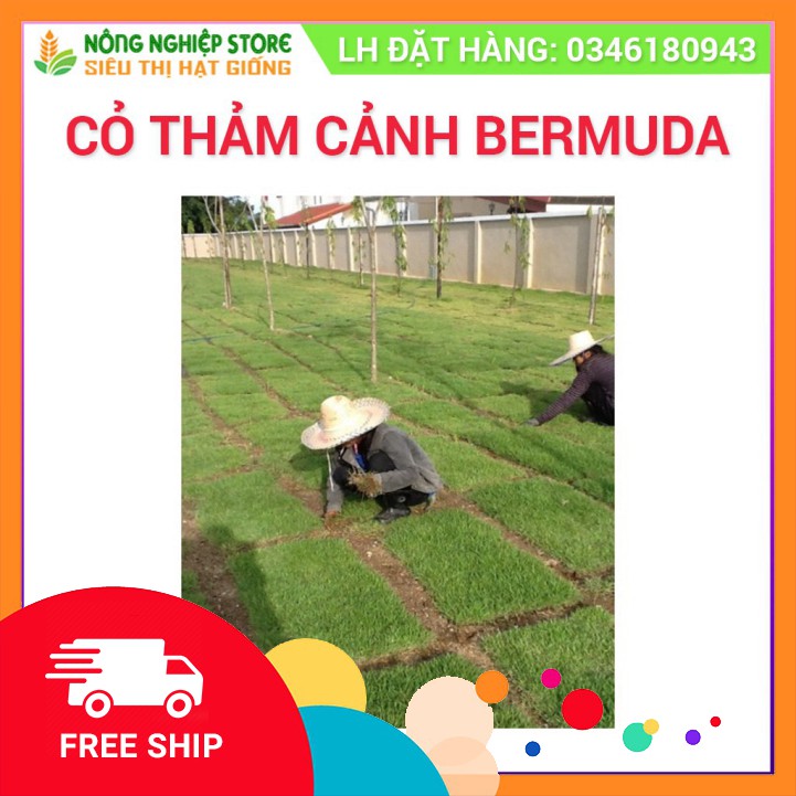 Hạt giống cỏ Bermuda cỏ thảm cảnh sân vườn,sân bóng đá,công viên,biệt thự gói 1KG giá tốt nhất