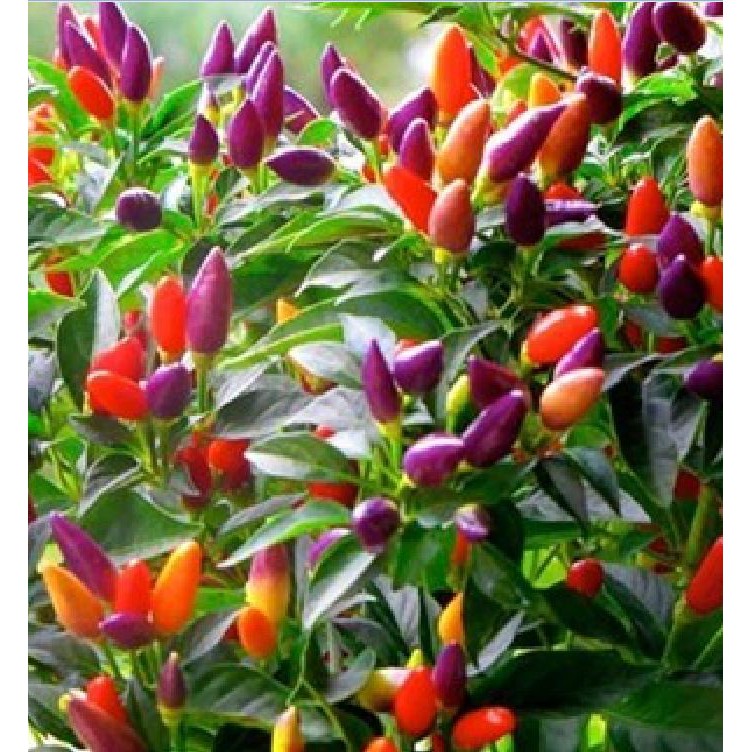 Hạt giống ớt ngũ sắc  - TẶNG kèm 3 viên nén ươm hạt giống