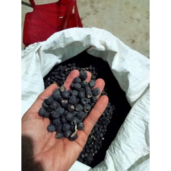 hột chuối mồ côi rừng Phước Bình, Bác Ái, Ninh Thuận túi 1kg
