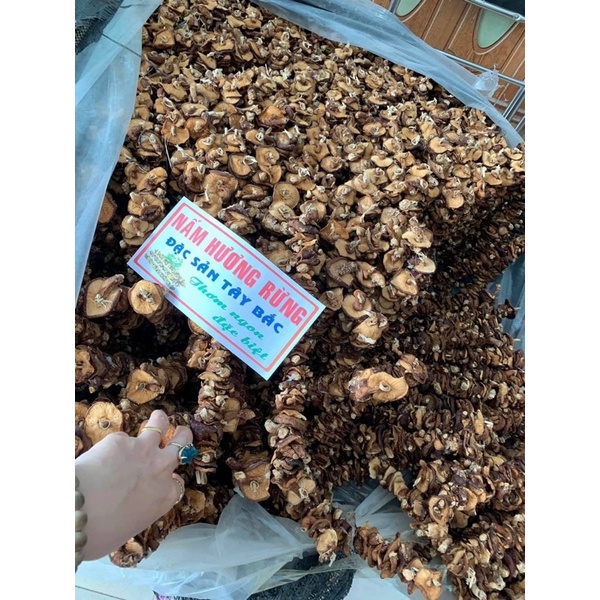 Nấm hương rừng Điện Biên