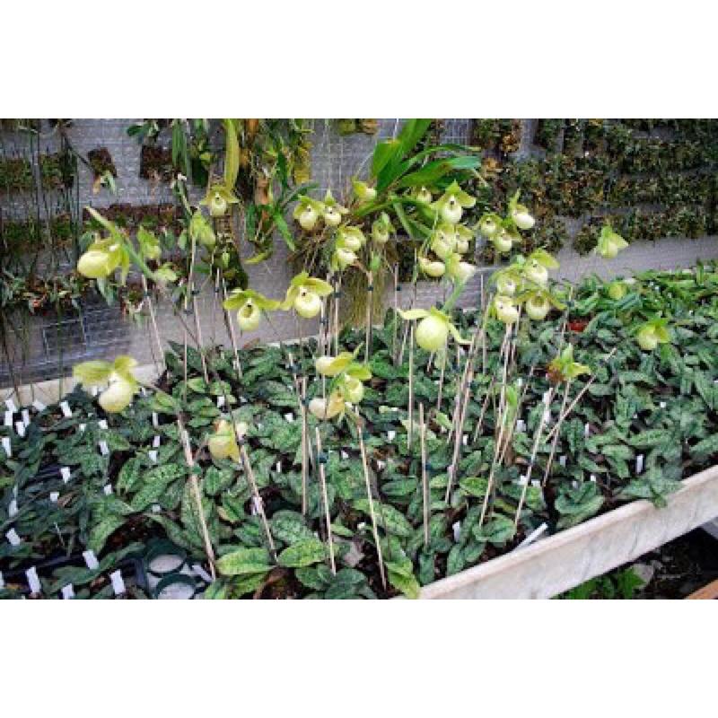 LAN HÀI GIÁP 1 CHẬU TRỒNG THUẦN