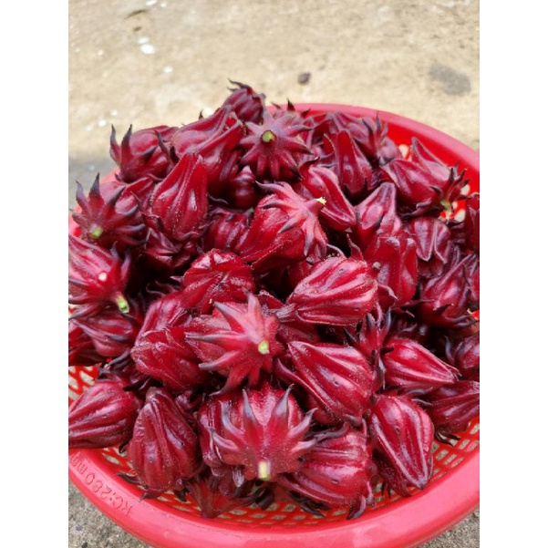 50 hạt giống artiso đỏ