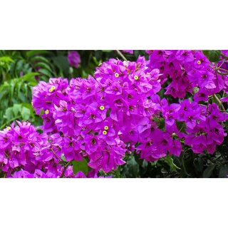 Cây 🌲 Giấy vạn hoa lầu  (tím Huế)