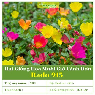 Hạt Giống Hoa Mười Giờ Cánh Đơn Nhiều Màu Rd 915 Dễ Trồng, Dễ Chăm Sóc, Ra Hoa Liên Tục, Màu Sắc Phong Phú [0,03 Gram]