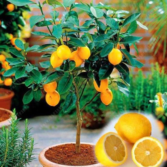 Cây giống chanh Mỹ vàng 39K
