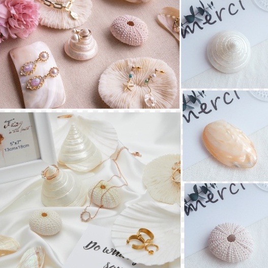 ( DECOR-CHỤP ẢNH ) Vỏ ốc biển, nhím biển thiên nhiên sấy khô decor, phụ kiện trang trí, phụ kiện chụp ảnh