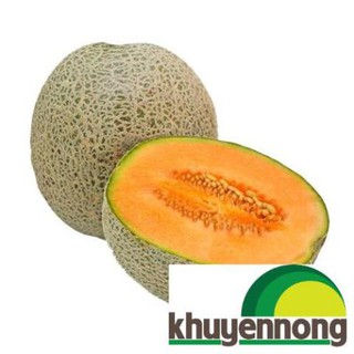 20 Hạt giống dưa lưới xanh
