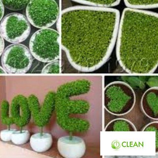 Hạt Giống Cỏ May Mắn - 100 Hạt