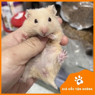Chuột hamster bear