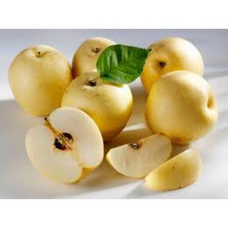 CÂY GIỐNG LÊ VÀNG