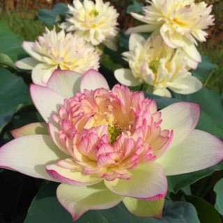 Trồng sen bằng củ. Sen thái New brocade hoa cực lạ và đẹp.