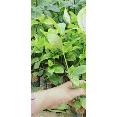 Cây giống bạch thiên hương hoa kép thơm nức