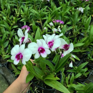 cây giống dendro nắng thơm đủ màu, siêu hoa, hoa siêu thơm