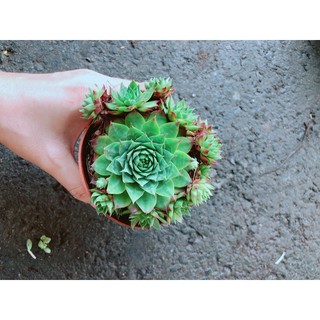 Chậu Phật Bà Xanh Bán Chạy