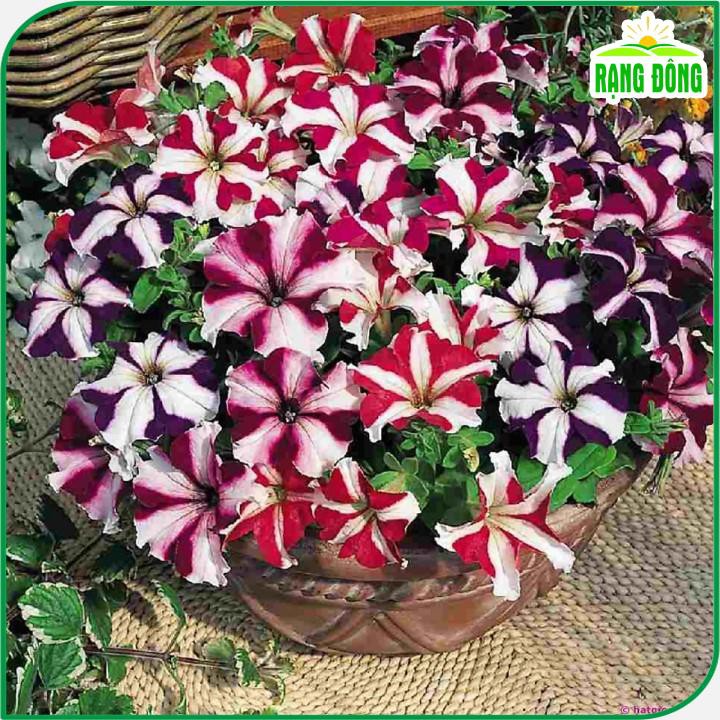 Hạt giống Hoa Dạ Uyên Thảo Sọc nhiều màu, dễ chăm sóc, trồng quanh năm - Hạt giống Rạng Đông