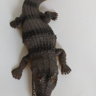 Thú cao su bóp kêu