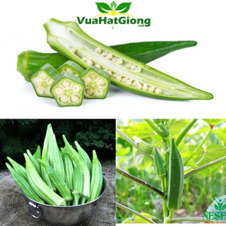 Hạt Giống Đậu Bắp Năng Suất Cao, Dễ Trồng 10gr