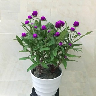 50 hạt giống hoa cúc bách nhật 50 hạt