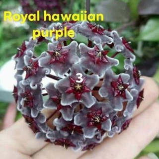 Cẩm cù đen cây giống