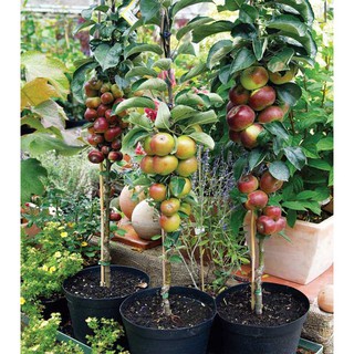 [FREESHIP 99K TOÀN QUỐC][Bán buôn ] Hạt Giống Táo Đỏ Lùn - 10 hạt