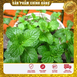 Hạt Giống Húng Bạc Hà [Bán Sỉ]