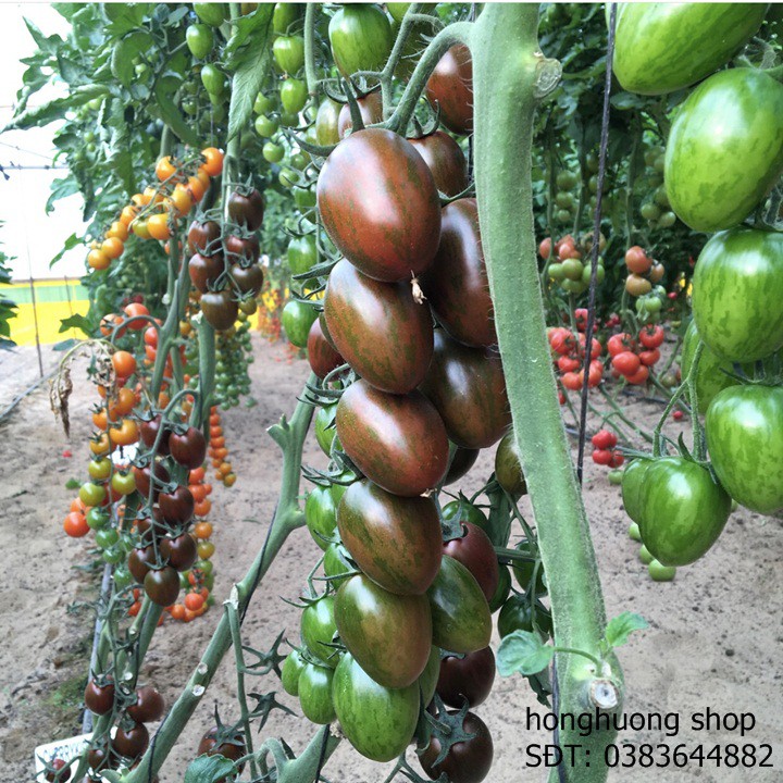 Hạt giống cà chua bi socola