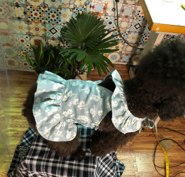 Áo bo chun cắt out cho cún cái