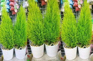 Hạt giống Cây Tùng thơm