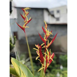 Cây chuối mỏ két cẩm thạch 40-50cm(chỉ giao hỏa tốc HCM)
