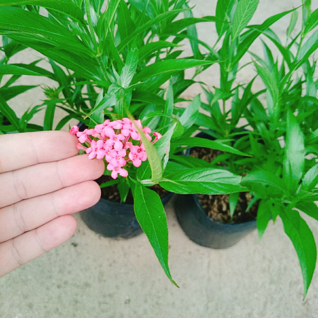 Cây Liễu Hồng - cây cảnh vườn - caykiengsadec