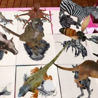 Bộ thẻ học animal 4D+ gồm 40 thẻ