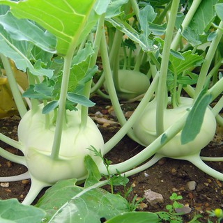 Hạt Giống Su Hào Phú Nông - 5Gr