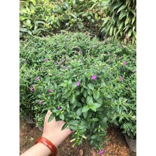 Hoa cẩm tú mai tím