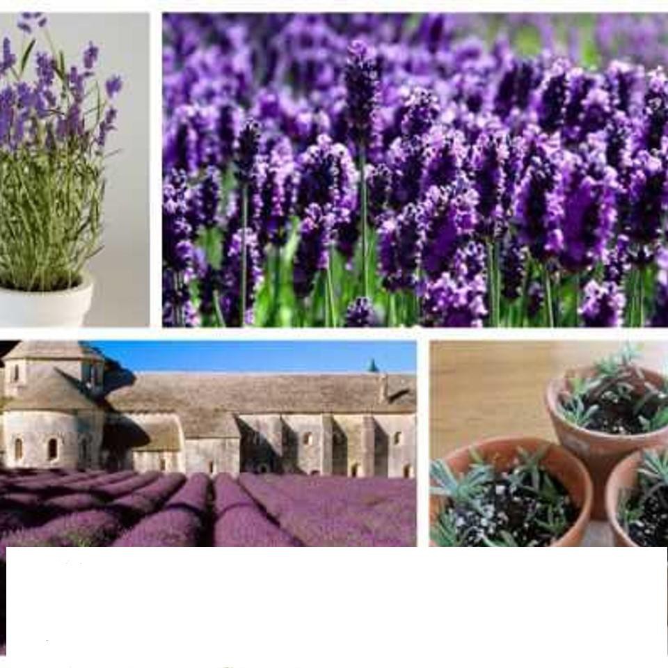 Hạt Giống Hoa Oải Hương 4 mùa/Lavender (30 hạt) ĐẾN MÙA TRỒNG TẾT  KHUYẾN MẠI SHOP MỚI HẠ GIÁ SỈ