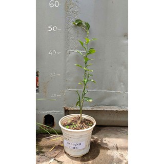 Cây Giống Chanh Chúc