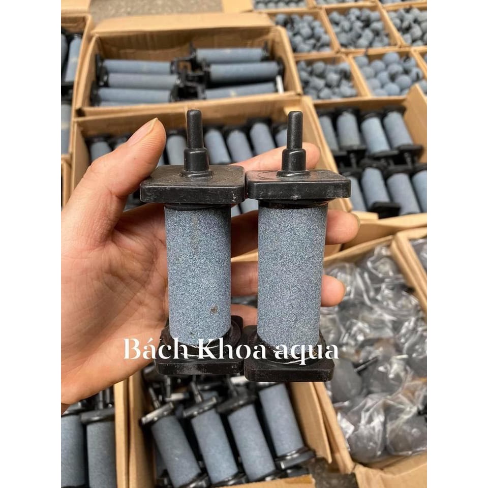 Qủa sủi trụ size lớn