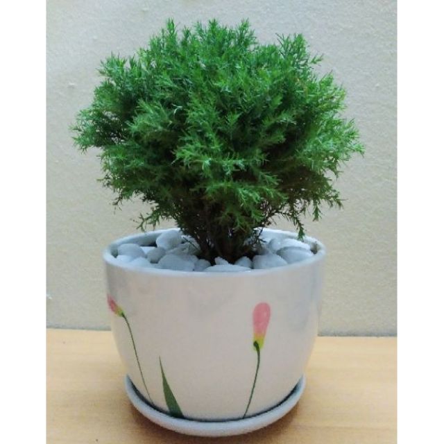 Tùng Bồng Lai (chậu sứ Đẹp)