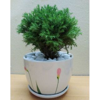 Tùng Bồng Lai (chậu sứ Đẹp)