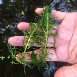 Rong Đuôi Chó. cao từ (15cm).60 ngọn