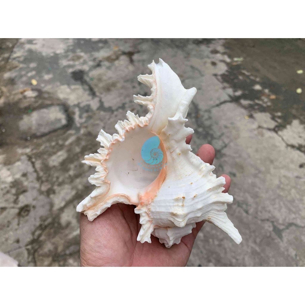VỎ ỐC GAI TRẮNG 21cm Trang trí nhà cửa, bàn làm việc, bể cá cảnh, quà lưu niệm, chân đế nến, chậu trồng xương rồ