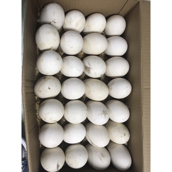 TRỨNG NGỖNG SẠCH NUÔI THẢ VƯỜN 100%_