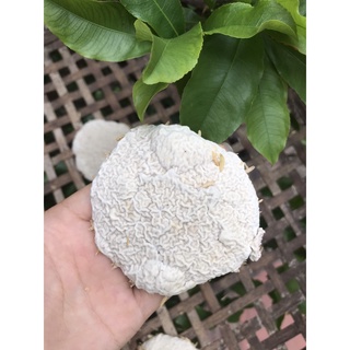 Men rượu gia truyền loại 1KG
